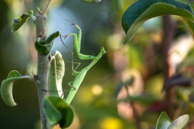 Yeşil çalılıklarda peygamber devesi hayvanı
