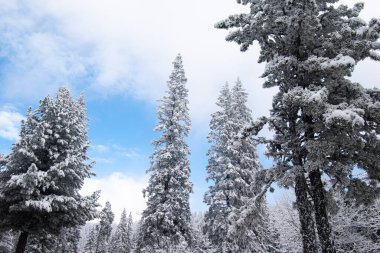Karla kaplı ağaçlar, High Tatras 'ta kış mevsimi