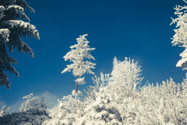 Kış mevsiminde Slovakya 'da Strbske pleso Gölü