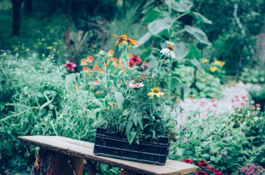 Bahçeye ekilmeye hazır renkli çiçeklerin karışımı.