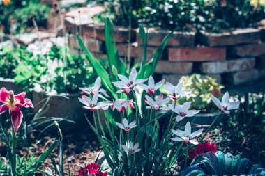 Güneşli bahçede çiçek açan beyaz botanik laleleri