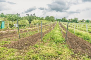 Sıra sıra üzüm bağları, canlı yeşil renkler