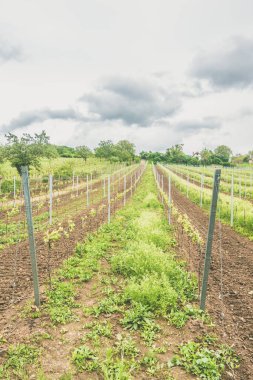 Sıra sıra üzüm bağları, canlı yeşil renkler