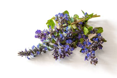 canlı renkli çiçek açan mavi bugleweed bitkisi