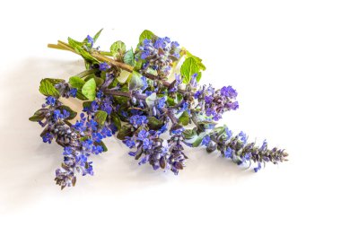 canlı renkli çiçek açan mavi bugleweed bitkisi