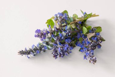 canlı renkli çiçek açan mavi bugleweed bitkisi