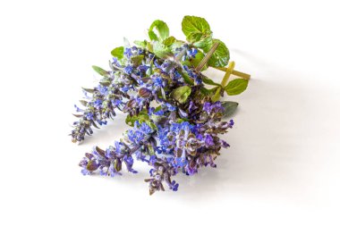 canlı renkli çiçek açan mavi bugleweed bitkisi
