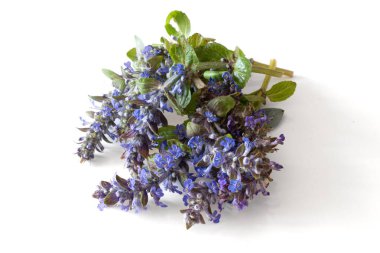 canlı renkli çiçek açan mavi bugleweed bitkisi