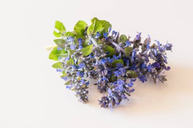 canlı renkli çiçek açan mavi bugleweed bitkisi