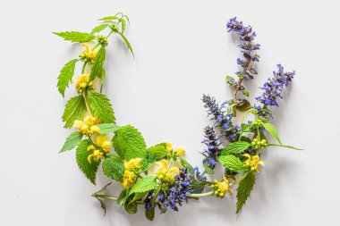 Tavşan ölü ısırgan otu sarı ve mor bukalemun otu beyaz arka planda izole edilmiş.