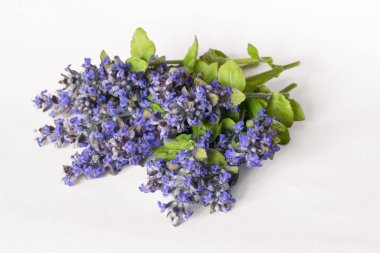 canlı renkli çiçek açan mavi bugleweed bitkisi