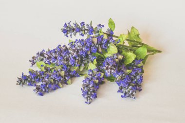 canlı renkli çiçek açan mavi bugleweed bitkisi