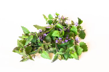 Mor minik çiçekler ve sürünen Charlie otunun yeşil yaprakları.