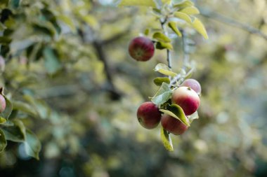 Ağaç dalındaki küçük elmaları odaklanmış arka planda sınıflandır