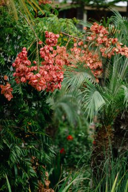Chinese flame tree - orange blossoms on green leaves. CLose up of japanese garden bridge and plants.