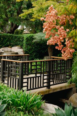 Chinese flame tree - orange blossoms on green leaves. CLose up of japanese garden bridge and plants.