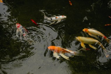 CLose up of koi fish pond on a cloudy day.