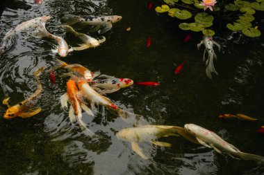 CLose up of koi fish pond on a cloudy day.
