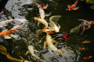 CLose up of koi fish pond on a cloudy day.