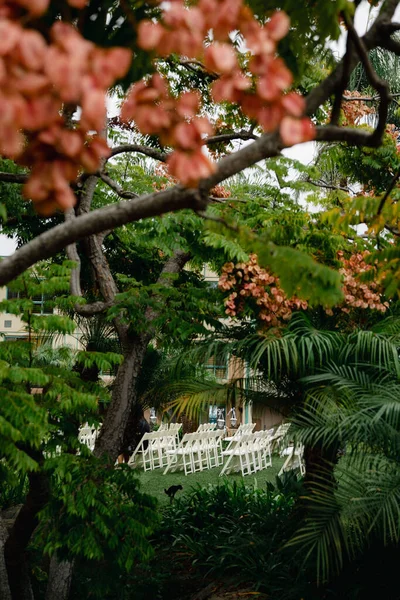 Chinese flame tree - orange blossoms on green leaves. CLose up of japanese garden bridge and plants.