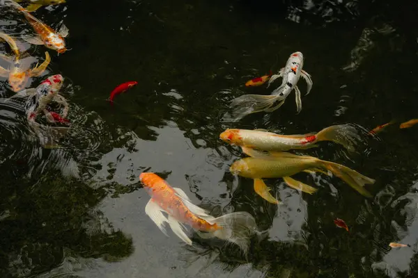 Close Koi Fish Pond Cloudy Day — Stock Photo, Image