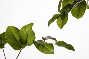 Stüdyo ışıklandırması ile siyah arkaplan üzerinde yeşil botanik unsurları