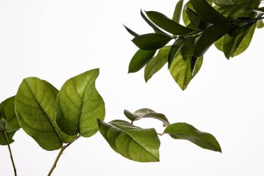 Stüdyo ışıklandırması ile siyah arkaplan üzerinde yeşil botanik unsurları