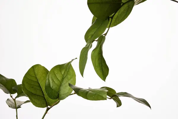 Элементы Зеленой Ботаники Чёрном Фоне Студийным Освещением Лицензионные Стоковые Фото
