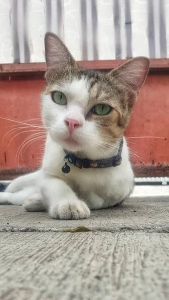Gato Blanco Marrón Regio Sienta Elegantemente Suelo Exudando Elegancia Felina —  Fotos de Stock