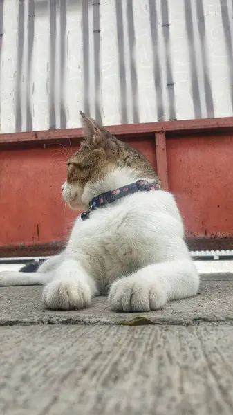 Asil beyaz ve kahverengi bir kedi zarif bir şekilde yerde oturur, kedi zarafeti yayar ve dengede durur.