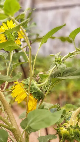 Bahçede açan bir ayçiçeği.