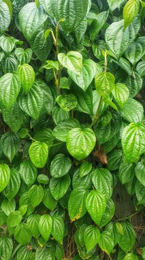 Canlı yeşil bir bitkinin büyüleyici yakın çekimi bereketli yapraklarla süslenmiş, doğanın yemyeşil güzelliğini gözler önüne seriyor.