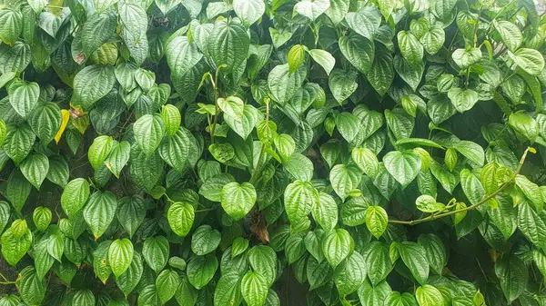 Canlı yeşil bir bitkinin büyüleyici yakın çekimi bereketli yapraklarla süslenmiş, doğanın yemyeşil güzelliğini gözler önüne seriyor.