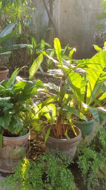 Parlak yeşil saksı bitkileriyle güneşli bahçe köşesi, bereketli ve huzurlu bir ortam sunuyor. Bahçe işleri, doğa, dekor ve sakin bahçe alanları için mükemmel bir tema.