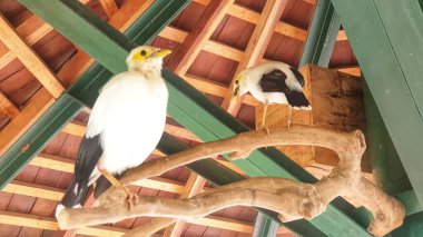 Two black-winged starlings perched on a branch under a wooden roof structure. Ideal for themes of birdwatching, avian behavior, and wildlife photography clipart