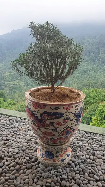 Parlak yeşil saksı bitkileriyle güneşli bahçe köşesi, bereketli ve huzurlu bir ortam sunuyor. Bahçe işleri, doğa, dekor ve sakin bahçe alanları için mükemmel bir tema.