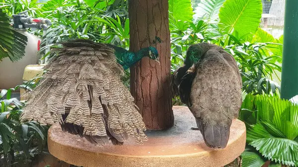 Parlak yeşil saksı bitkileriyle güneşli bahçe köşesi, bereketli ve huzurlu bir ortam sunuyor. Bahçe işleri, doğa, dekor ve sakin bahçe alanları için mükemmel bir tema.