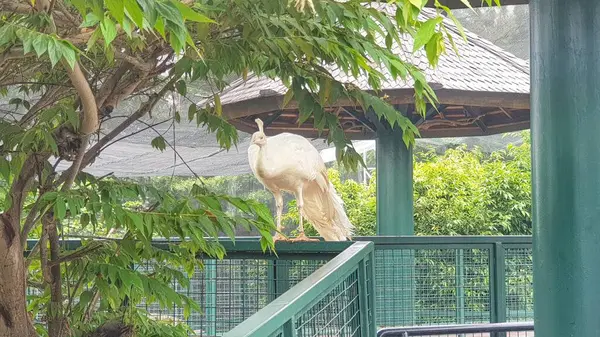 Mavi aksanlı güzel beyaz bir kuş, yemyeşil yaprakların arasında bir ağaç dalına tünemiş. Vahşi yaşam, doğa ve kuş gözlemciliğiyle ilgili konular için ideal