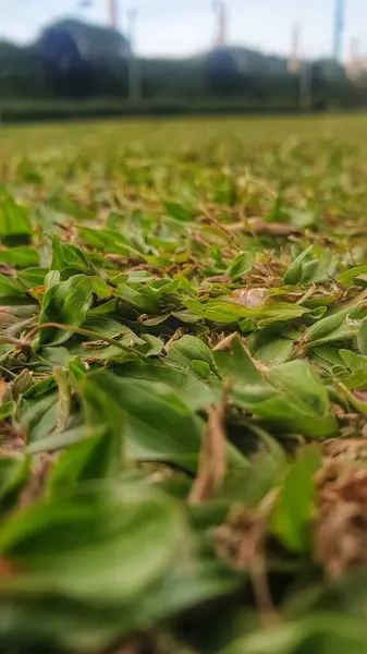 stock image Close-up of green grass with a blurred background, capturing the natural texture and vibrant color. Ideal for themes related to nature, outdoors, and environmental concepts
