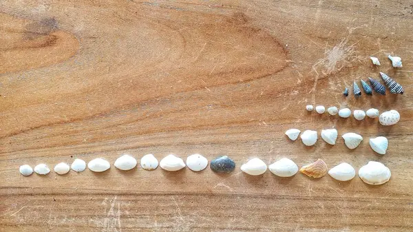 Ahşap bir yüzeyde çeşitli deniz kabuklarının düzenlenmesi. Farklı şekiller, boyutlar ve renkler sergileniyor. Doğa, plaj koleksiyonları ve deniz yaşamı ile ilgili konular için idealdir.