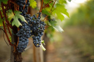 Eski bir sarmaşığa bir sürü kırmızı şarap. Sonbahar hasadında üzüm bağları.