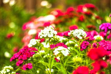 Renkli çiçeklerin arkaplan resmi