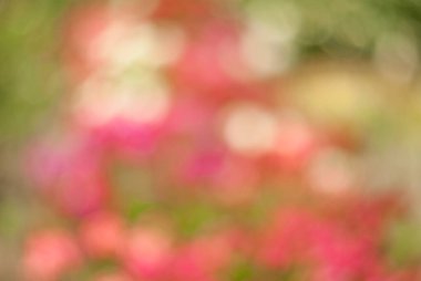 Kırmızı ve pembe renkli çiçeklerin soyut bulanık arkaplanı