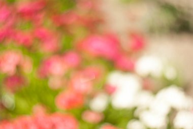 Bulanık çiçek arkaplanı, güzel kırmızı ve beyaz çiçek