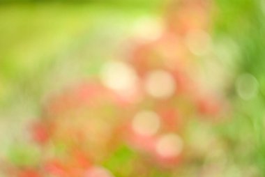 Bulanık doğal arka plan.