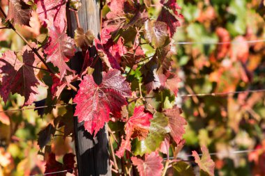 Bright autumn red orange yellow grapevine leaves at vineyard. Beautiful clusters of ripening grapes. Winemaking and organic fruit gardening. Close up. Selective focus.