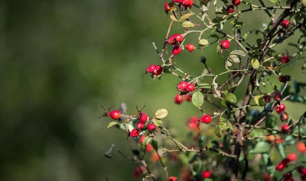 Ripe fruits of sweet-briar rose in a bush. Colorful autumn close up.