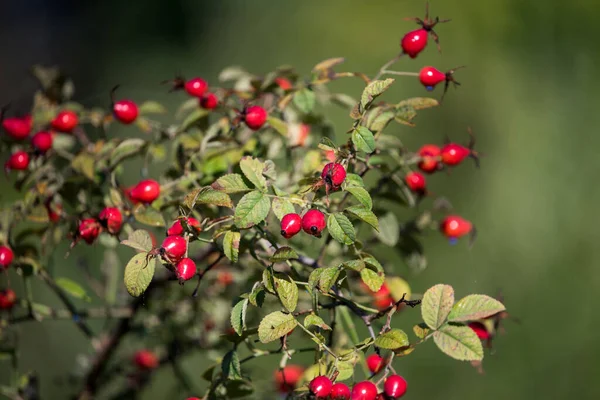 Ripe fruits of sweet-briar rose in a bush. Colorful autumn close up.