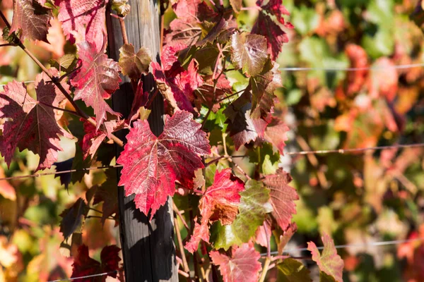 Bright autumn red orange yellow grapevine leaves at vineyard. Beautiful clusters of ripening grapes. Winemaking and organic fruit gardening. Close up. Selective focus.