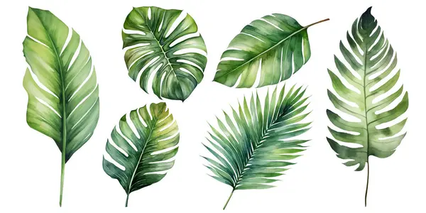 Plantes Exotiques Feuilles Palmier Plantes Tropicales Installées Sur Fond Blanc — Image vectorielle